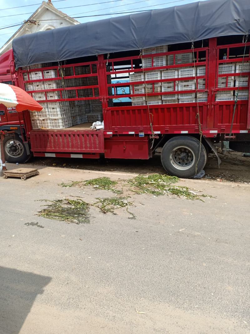 荷兰十五鲜土豆货源充足