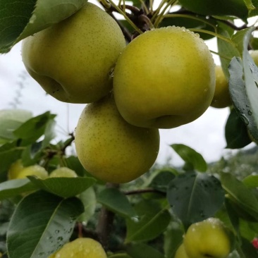 攀枝花蜜梨，纯甜无酸，核小，化渣脆甜，欢迎各大平台对接