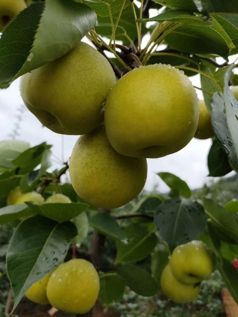 攀枝花蜜梨，纯甜无酸，核小，化渣脆甜，欢迎各大平台对接