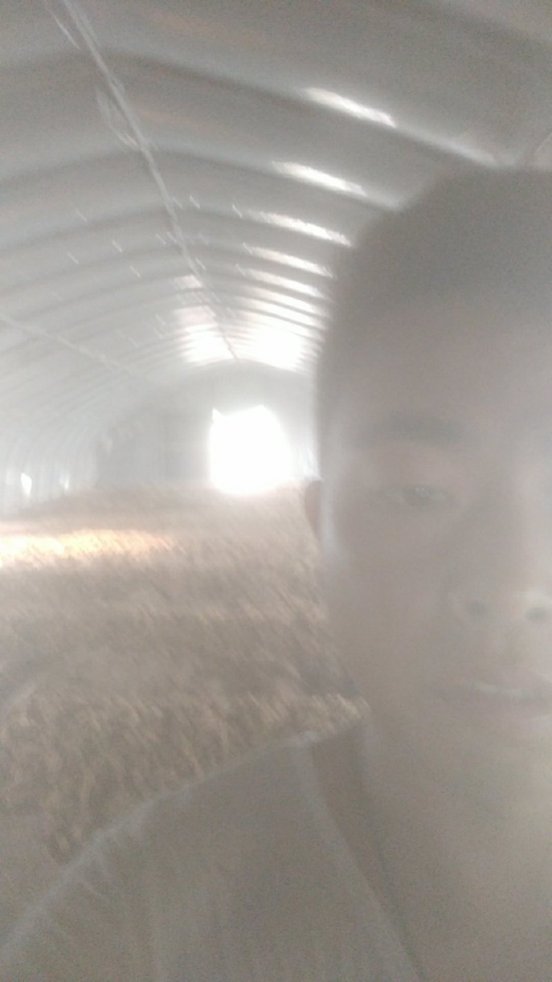 草菇鲜品
