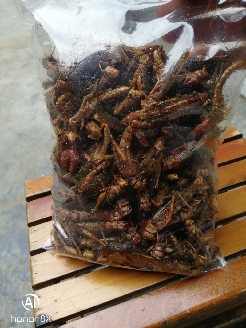 蝗虫