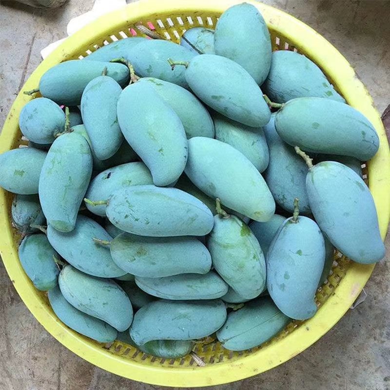 中国芒果之乡-田东品牌香芒桂七自家果园，现摘现发！包邮！