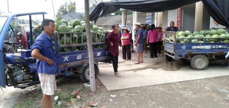西瓜湖北美都西瓜大量上市现摘现发品质保证