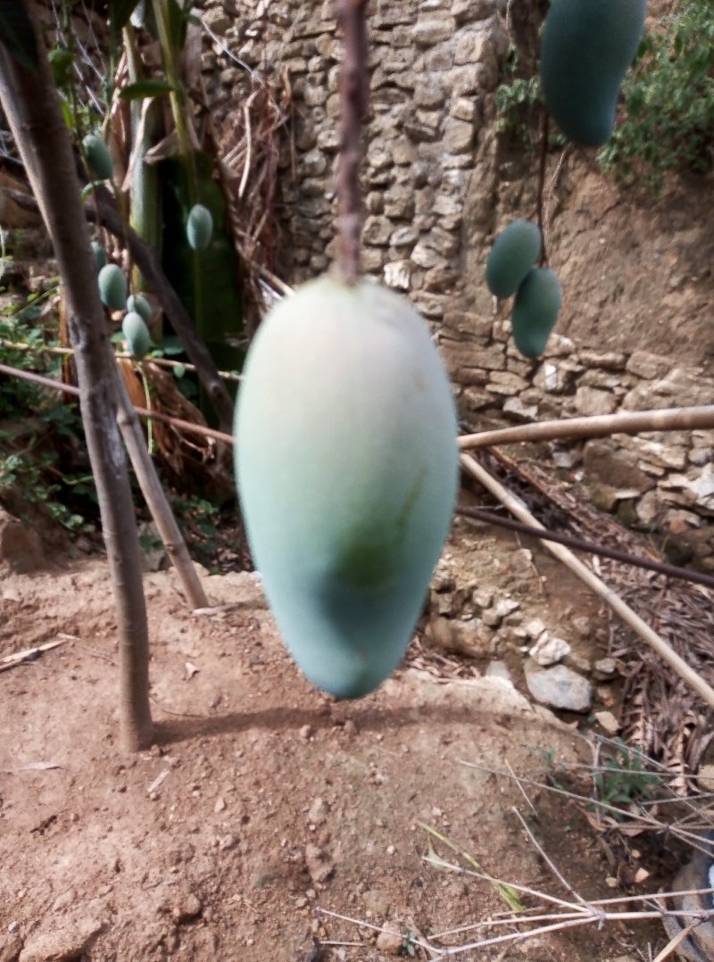菜芒，生吃芒果