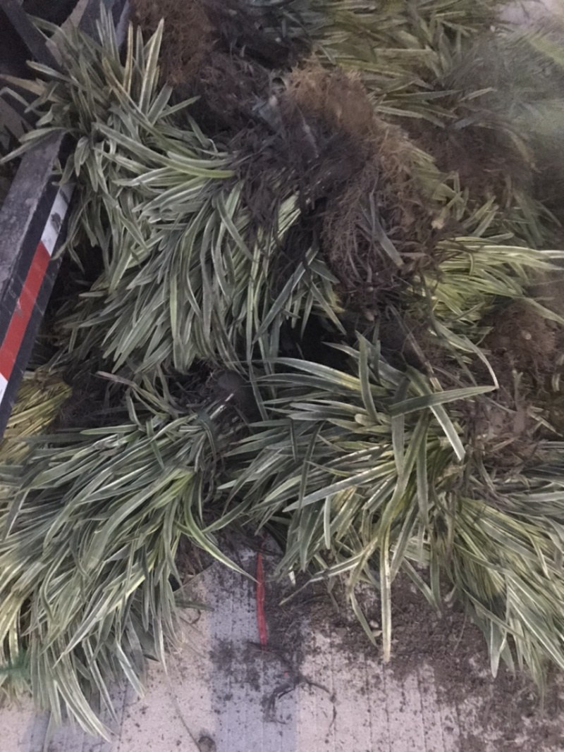金边麦冬细叶麦冬基地之销......