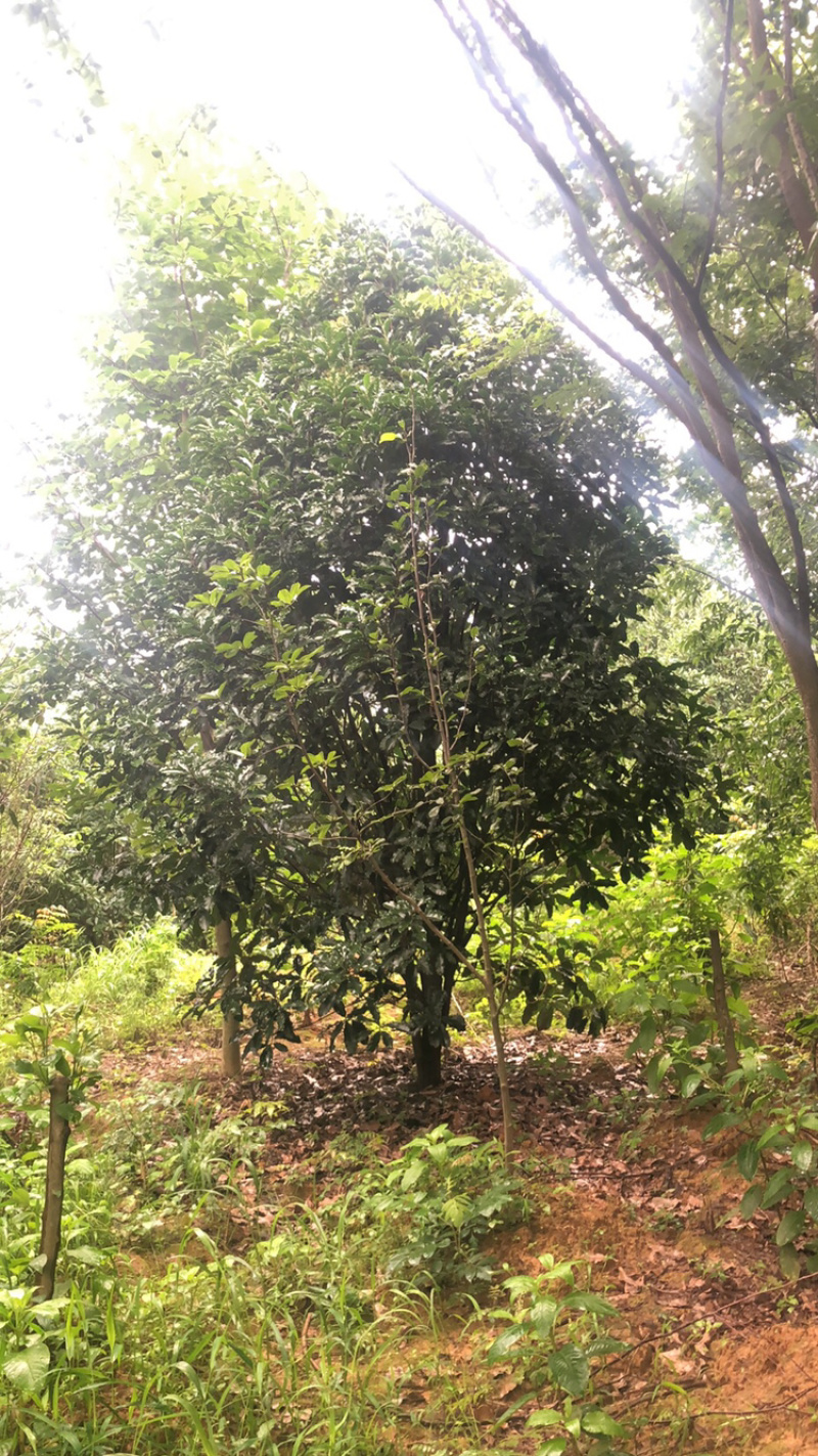 本石楠中华石楠大小都有欢迎选购还有其他各种绿化苗木