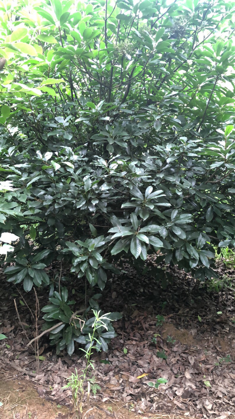 本石楠中华石楠大小都有欢迎选购还有其他各种绿化苗木
