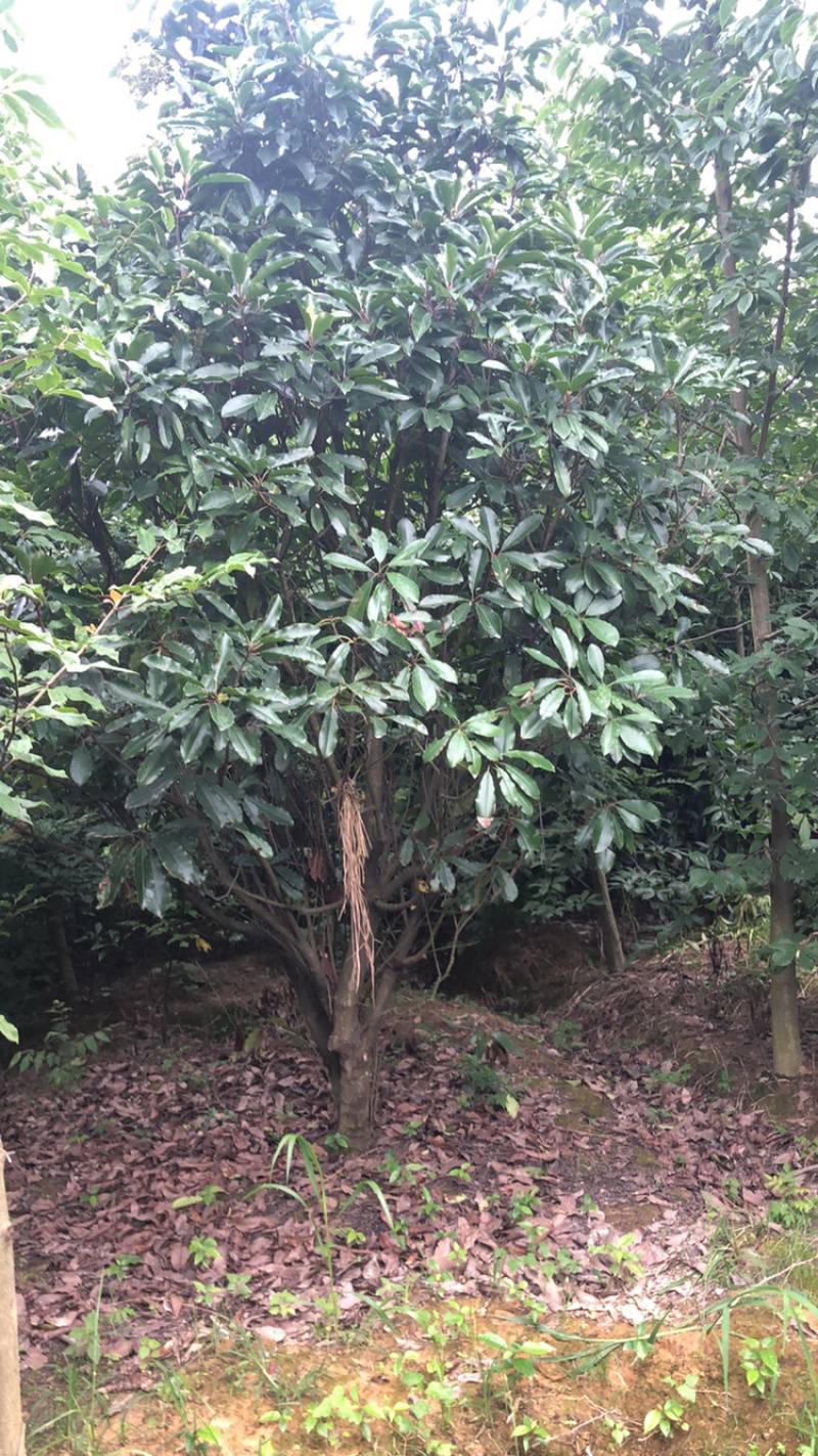 本石楠中华石楠大小都有欢迎选购还有其他各种绿化苗木