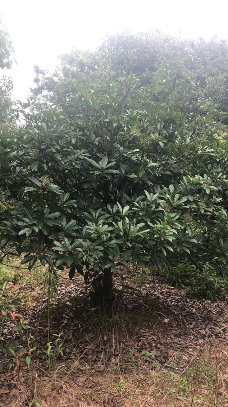 本石楠中华石楠大小都有欢迎选购还有其他各种绿化苗木
