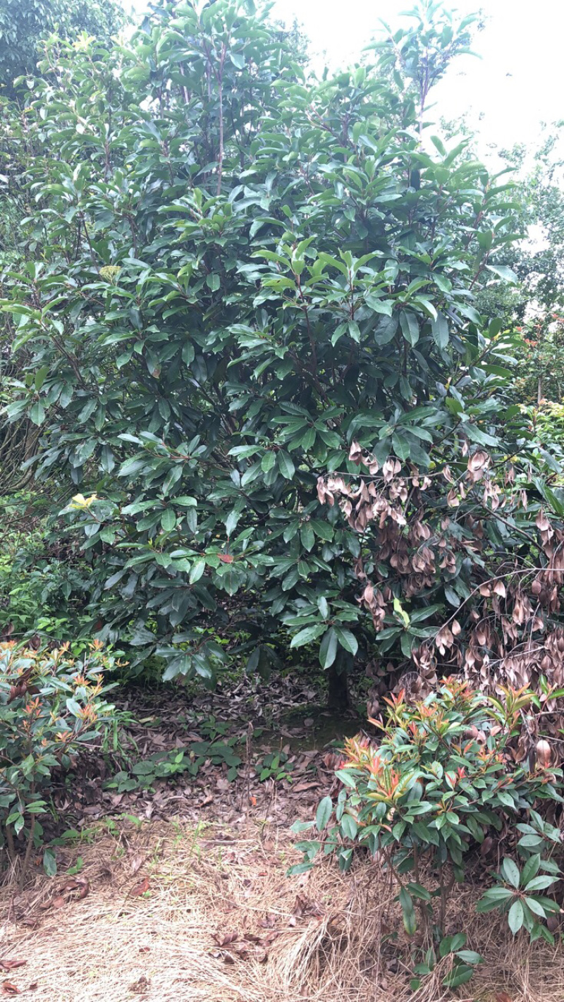 本石楠中华石楠大小都有欢迎选购还有其他各种绿化苗木
