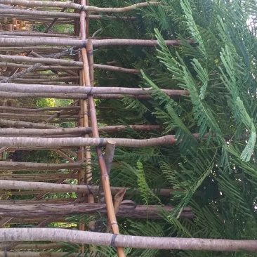 凤凰木量大优惠视频看货
