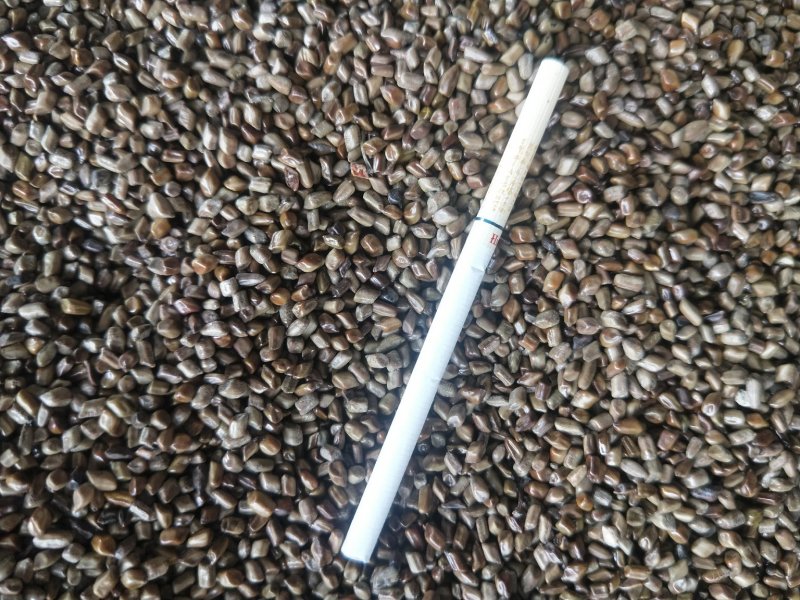 决明子