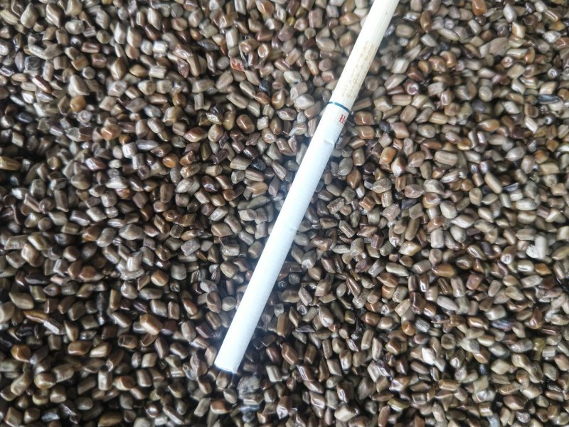 决明子