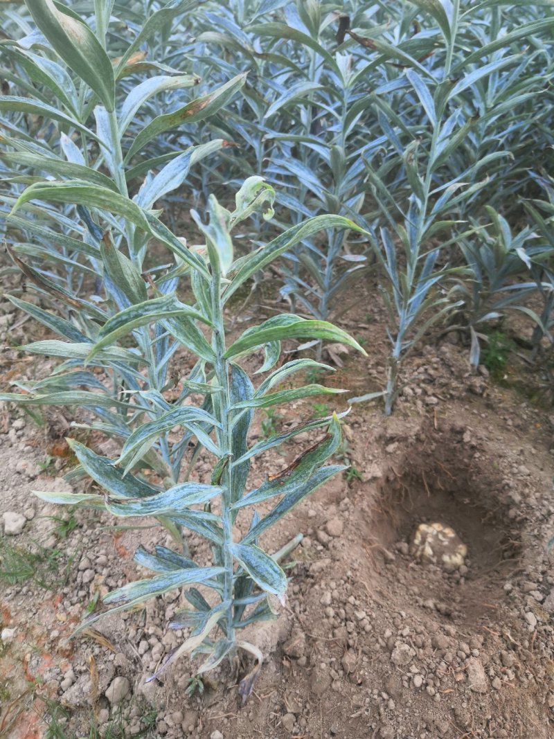 百合食用新鲜龙牙百合不苦种植户特级靓货批发二代发片种