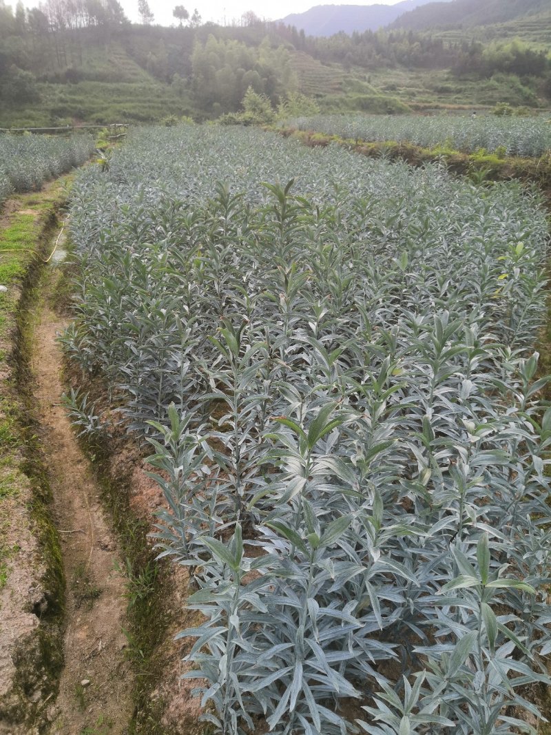 百合食用新鲜龙牙百合不苦种植户特级靓货批发二代发片种