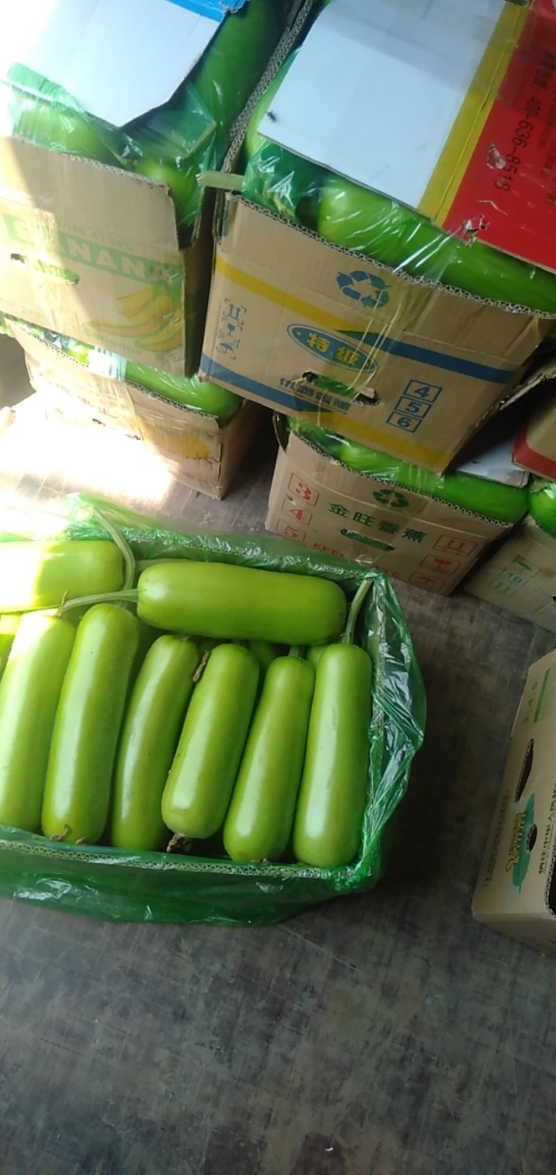 【荐】瓠子瓠瓜河北瓠瓜批量走货货源稳点你有钱我有货热卖中
