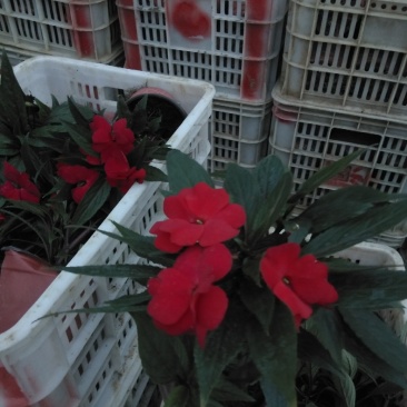 凤仙花，基地自产一手货源，质量保障，信誉保证。欢迎咨询