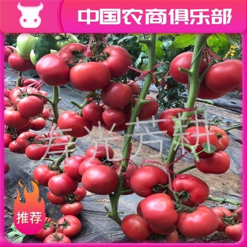 西红柿苗番茄苗粉果抗死棵口感好越冬早春产量高早熟亮粉