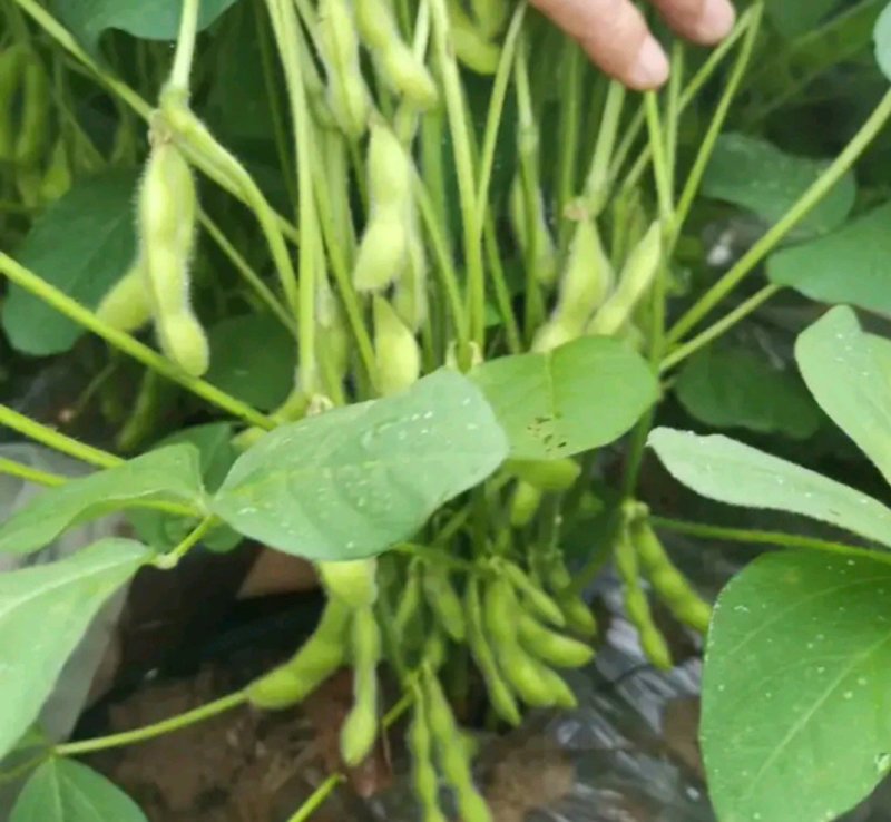 毛豆