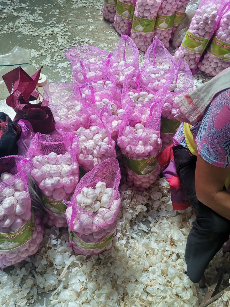 优质大蒜，紫皮大蒜基地直供，农家种植山东精品大蒜