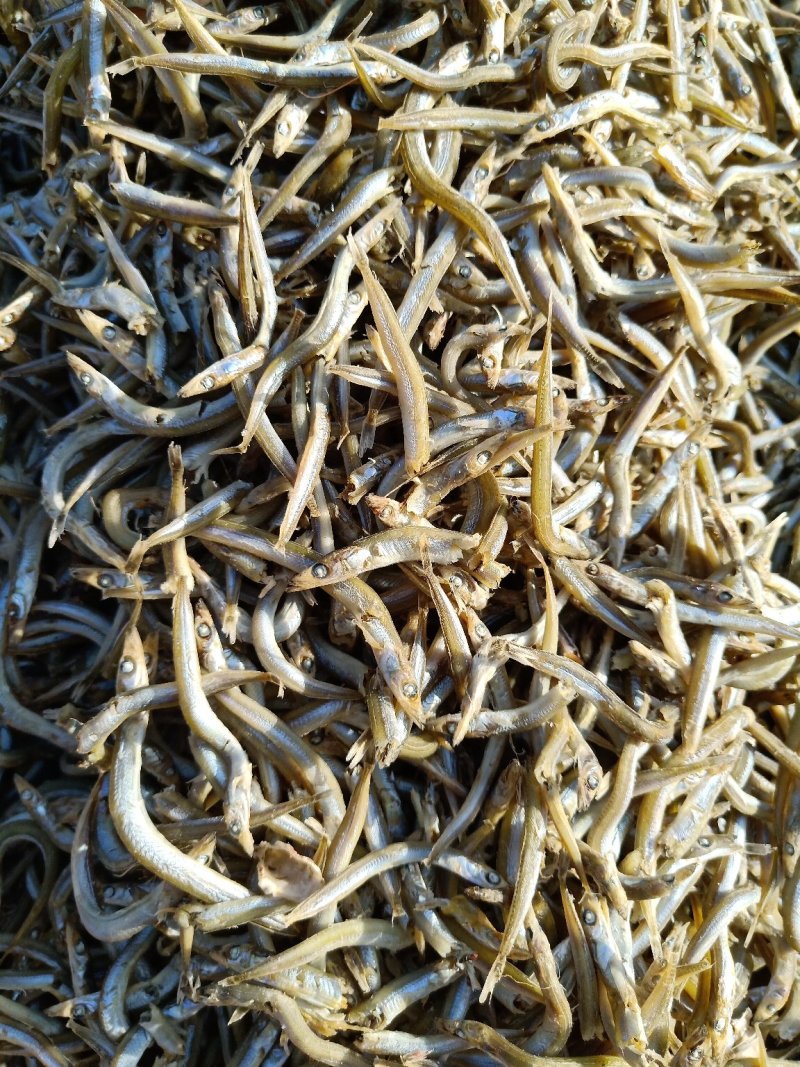 银针鱼产地直发大量现货大小条都有
