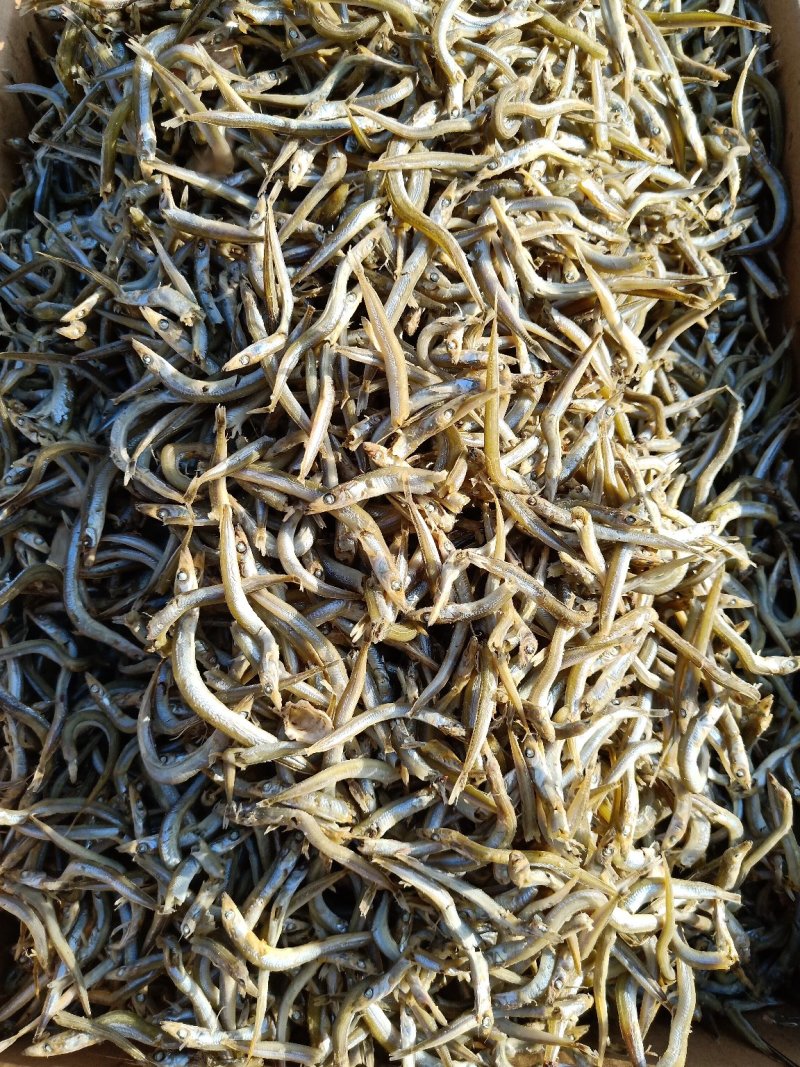 银针鱼产地直发大量现货大小条都有