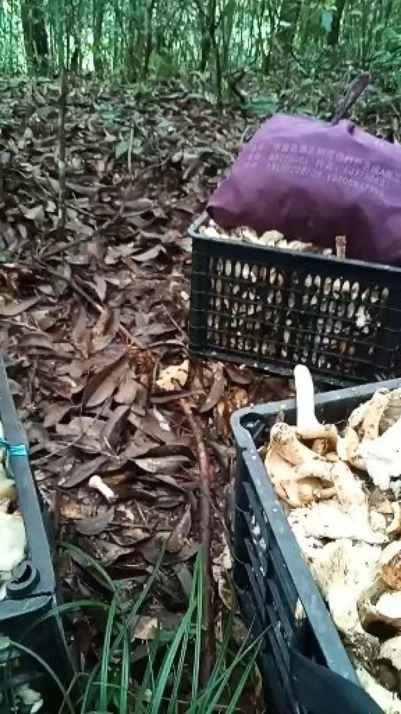野生菌来自长寿之乡铜鼓县原始森林的野生菌类己晒干的干货