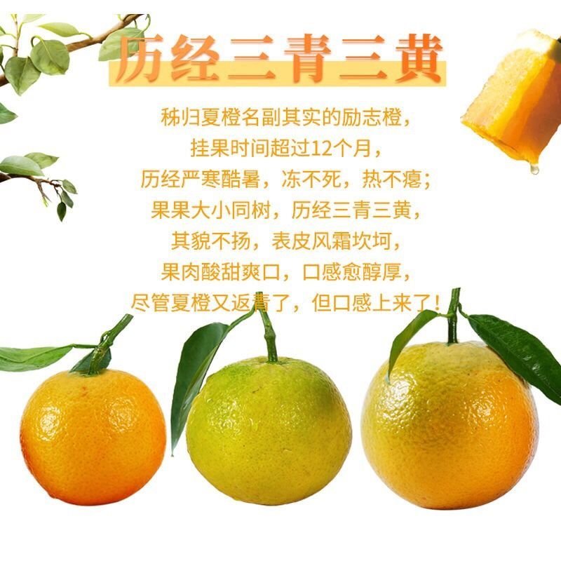 湖北秭归夏橙