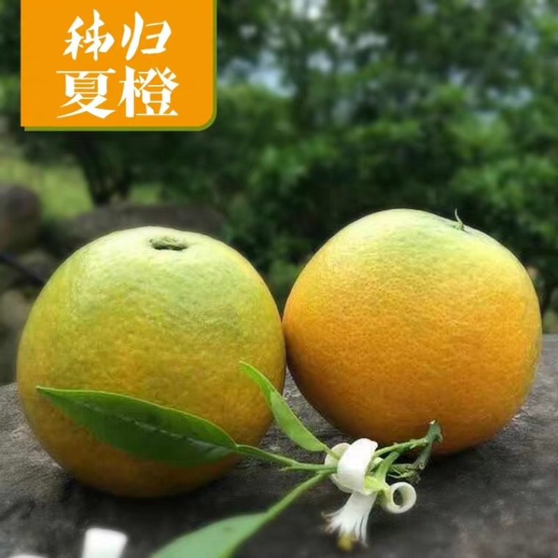 湖北秭归夏橙