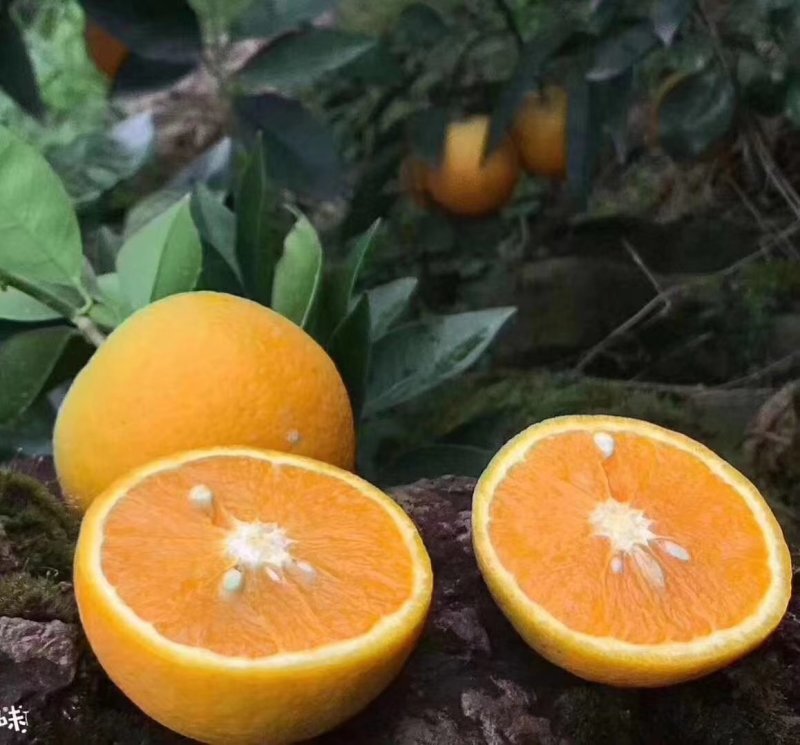 湖北秭归夏橙