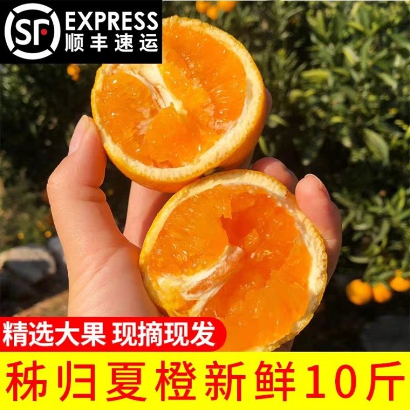 湖北秭归夏橙