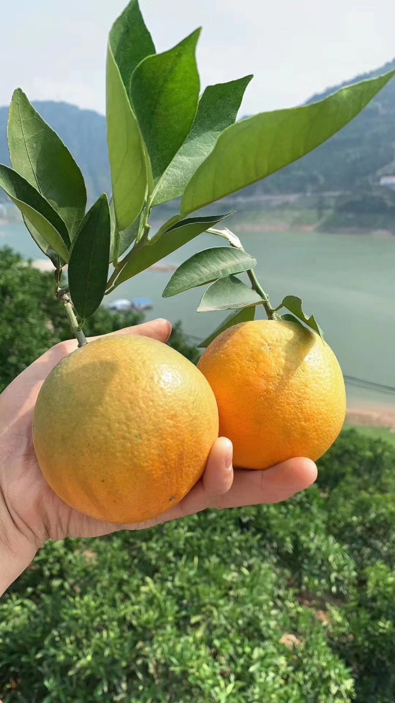 湖北秭归夏橙