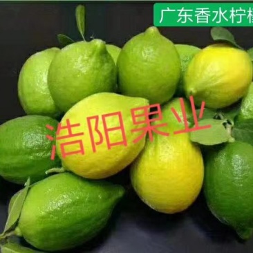 广东香水柠檬