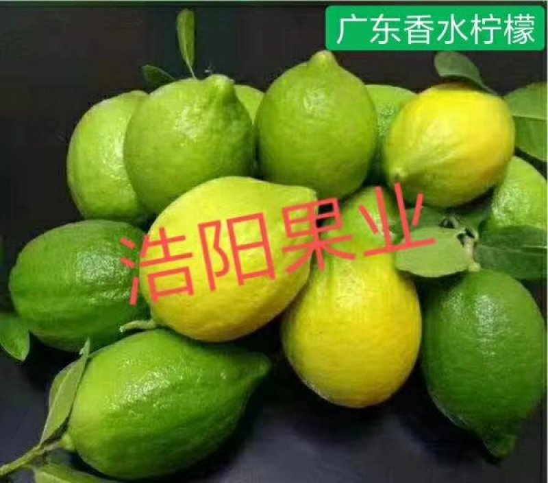 广东香水柠檬