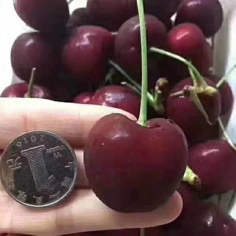 樱桃