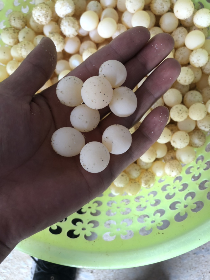 甲鱼蛋需要孵化的来手把手教量大价优