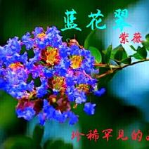 蓝花翠紫薇苗【紫薇新品种，开蓝色花的，又叫蓝薇】