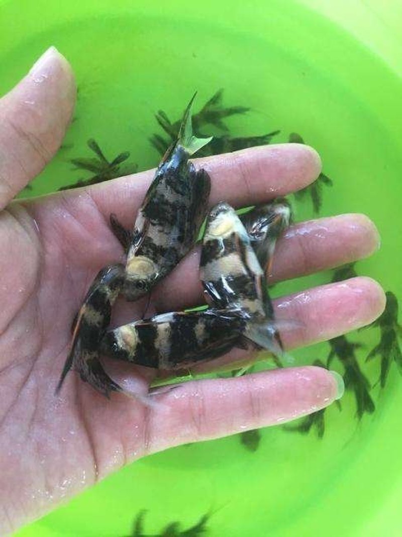 胭脂鱼苗，产地直批，百万现货，支持全国发货