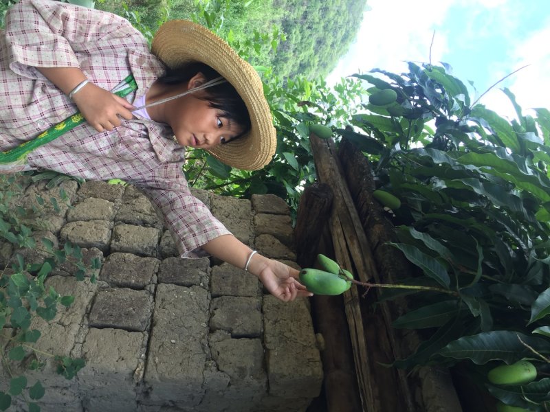 三年芒果