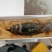 特价新鲜活冻小波士顿龙虾