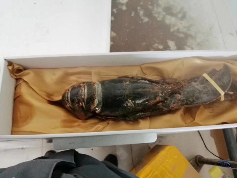 特价新鲜活冻小波士顿龙虾
