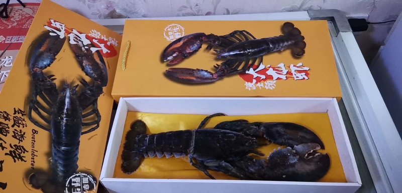 特价新鲜活冻小波士顿龙虾