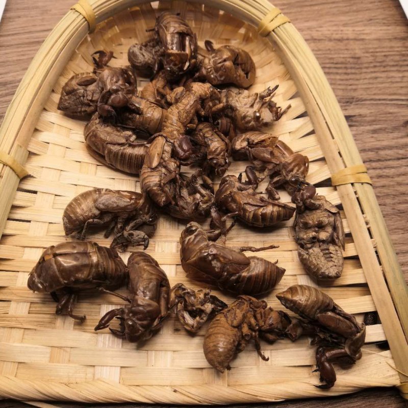 蝉蜕中药材批发蝉蜕