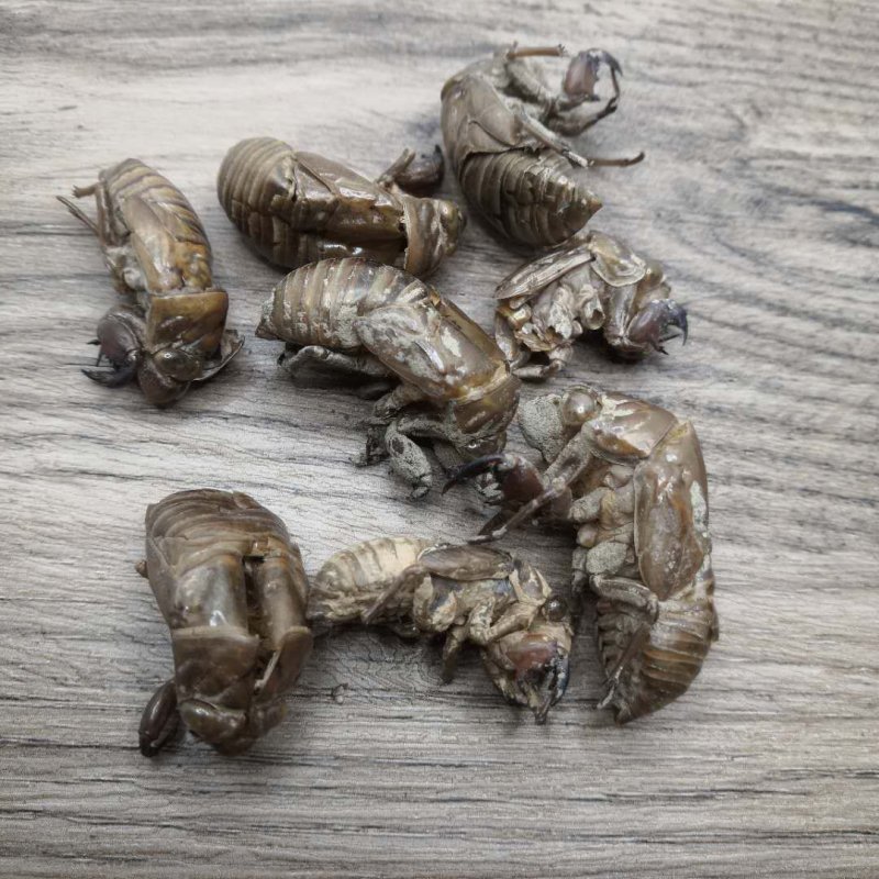 蝉蜕中药材批发蝉蜕