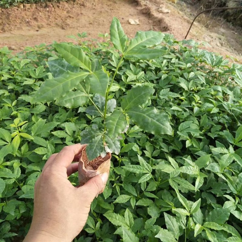 三叉苦苗，一手货源，专业药材种苗批发！