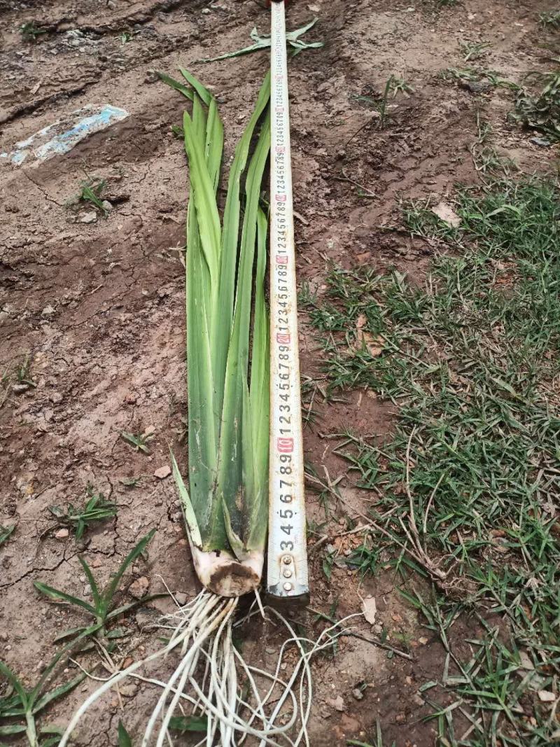 基地直销菖蒲水生植物菖蒲批发量大从优
