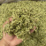 金银花山东金银花包含量产地直销量大从优