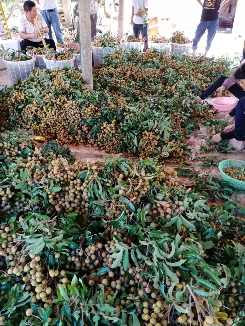 龙眼石夹龙眼果园货十万斤左右
