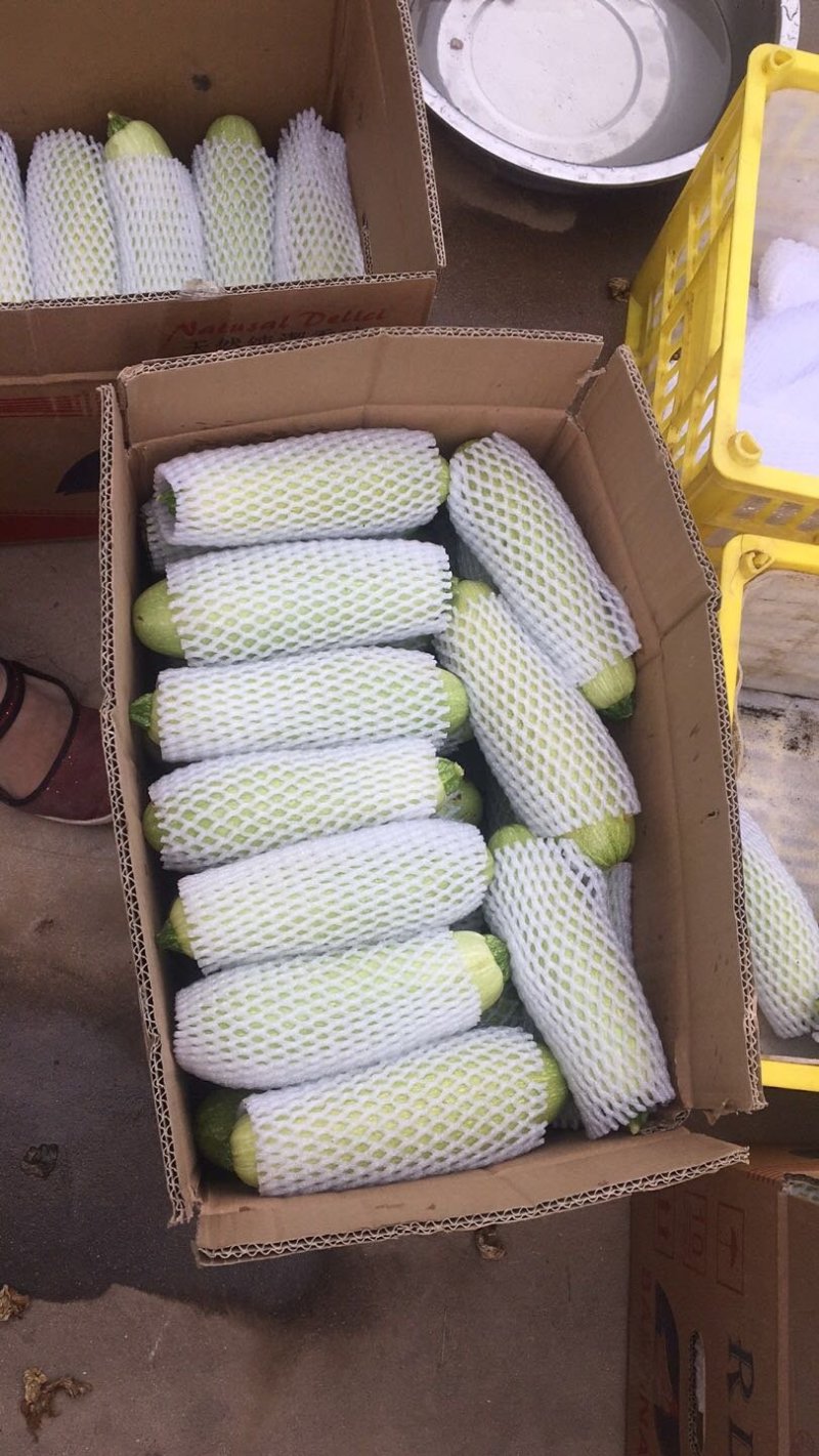 供应精品西葫芦。欢迎各位老板致电