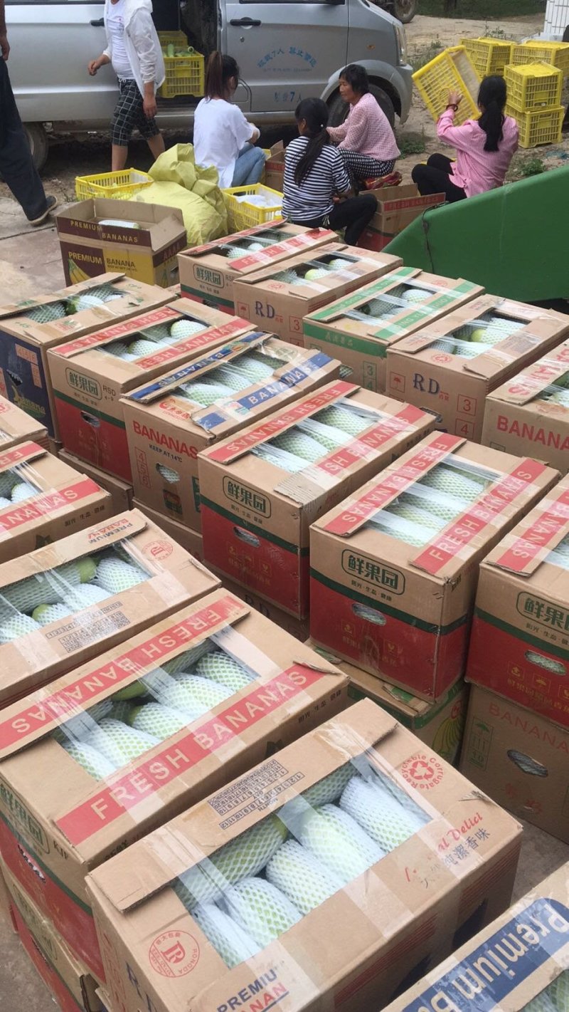 供应精品西葫芦。欢迎各位老板致电